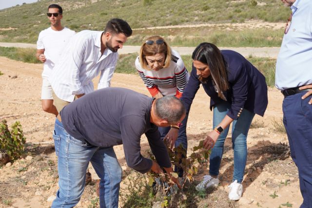 La vendimia encara su recta final con una producción regional cercana a las 53.000 toneladas