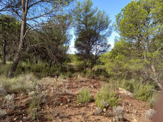 IU Verdes-Podemos ha registrado una moción para que se realice una revisión de la masa forestal de los montes de Jumilla